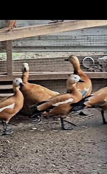 Anqut qazi cut tam saglam göndrəmək də mumkundu bakoyada göndeirəm