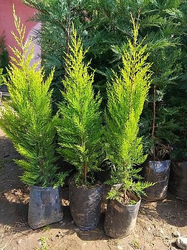 ağac: Thuja (həyət-baca üçün həmişəyaşıl iynəyarpaq şitilləri) - Bitki — 4