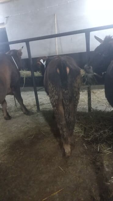 Inəklər, öküzlər: Salam balalı inək tək inək boğaz danali və danada aliriq yaxşi qiymətə — 5