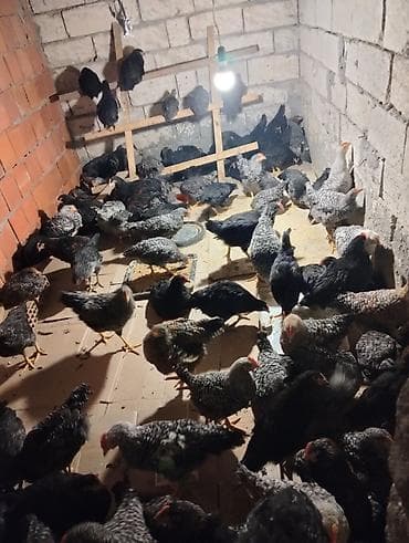 cuce adlari: Toyuq cücələri, Ətlik — 1