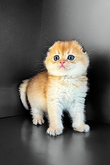 meymun qiyməti: Şotland, Erkək, Dişi, Yaxşı əllərə, Ünvandan götürmə, Pulsuz çatdırılma, Ödənişli çatdırılma — 5