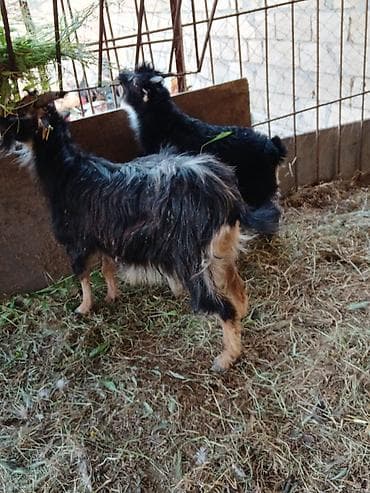 en ucuz uce: Ana bala bala erkey fevralda olub.ot yem yir - Növ: Yerli (dağ tipli) — 2