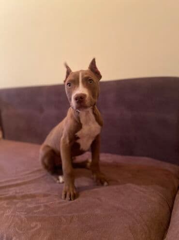 pekines itləri: Pitbul, Peyvəndli — 4