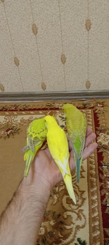 Daraq panellər: 3+Eded tam elmquslari tam rucnoy öz adları var heresinin — 2