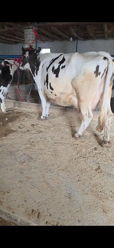 kənd təsərrüfatı heyvanları: Inek südlük sakit inekdi heyvanda heç bir prablemi yoxdu balası 2 — 6
