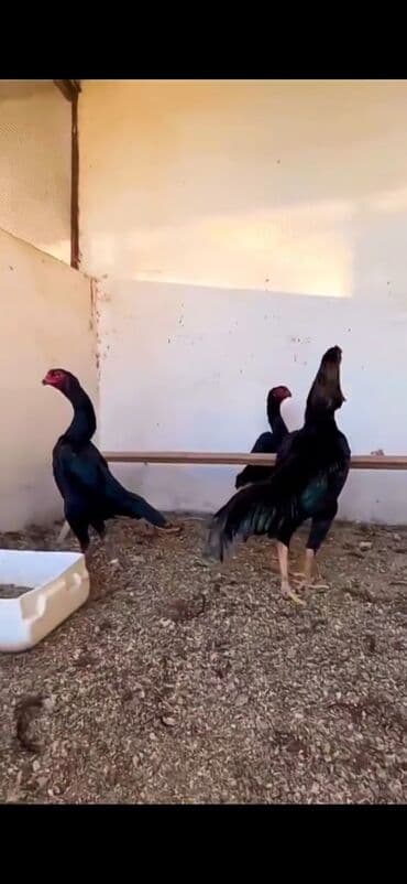 Ördəklər: Malay döyüş toyuqları – uzunboy, güclü bədən quruluşu və dik duruşlu — 6