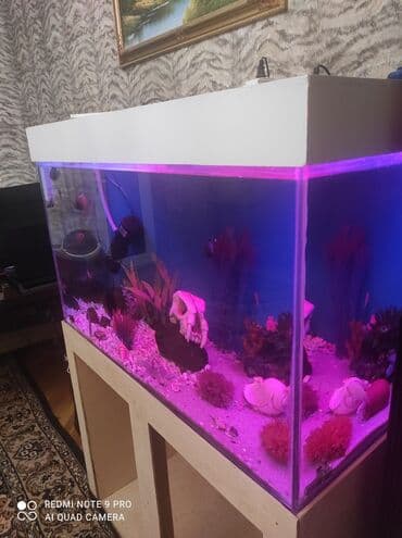 SİM-kartlar: Dördbucaq akvarium, 350 l, Ünvandan götürmə, Ödənişli çatdırılma — 4