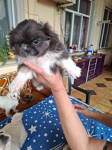 çoban itləri: Pekines — 2
