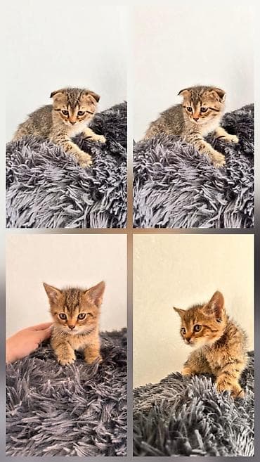 Şotland, Yaxşı əllərə, Ünvandan götürmə