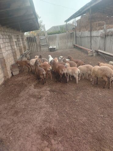 erkey quzu: 58qoyun 18 dogub 8 10 kilolug quzları var altında super 22dene togldu — 3