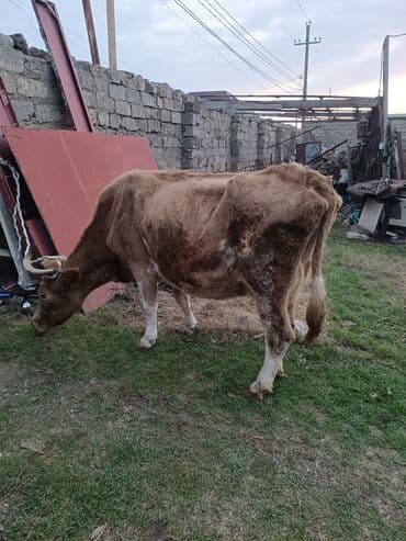 UAZ: Süd və ət istiqamətli inək heyvanları - Üç baş inək: biri ağ-qara — 3