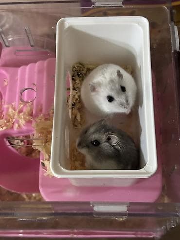 Gəmiricilər: 2 ədəd dişi 3 aylıq hamster satılır. Üzərində altına tökülən apilkası — 3
