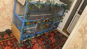 qus yuvasi satisi: Böyük ölçülü dekorativ quş volyeri/sərgisi - Material: möhkəm taxta — 2