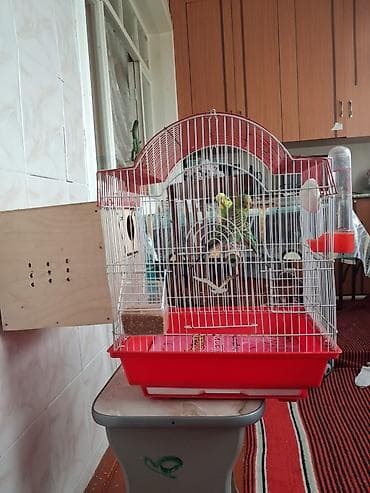 будка для крупной собаки: Formasında üst hissəli qəfəs - Ölçü təxmini: orta (ev şəraitinə uyğun) — 3