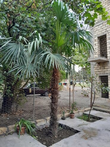 ağaç: Ikisi birlikdə 300 azn
Gəncə — 2