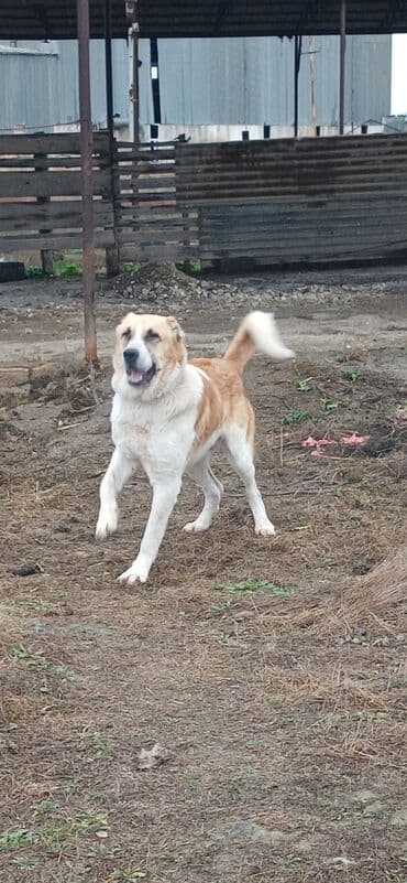 lalafo pişik satışı: Qurdbasar, 2 il — 2