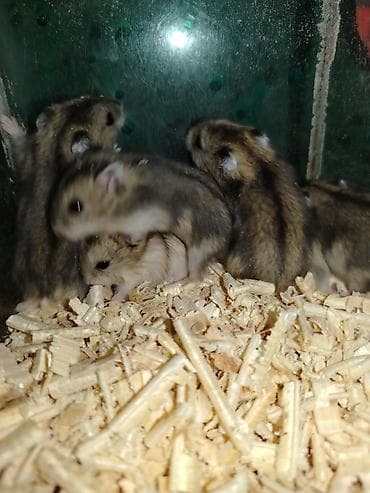 heyvan evi: Cırtdan cunqarikler – aktiv və mehriban ev heyvanları 24 günlük — 2