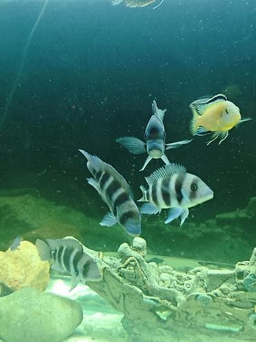 baliq akvarum: Cixlid balığı, Yırtıcı — 4