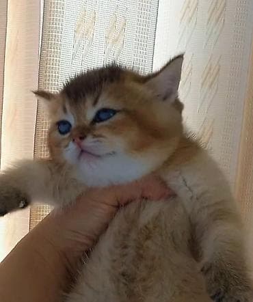 Pişiklər: Qızıl şinşilla — 3