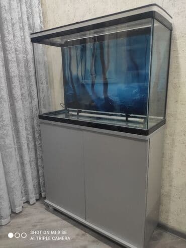 betta balıq: Akvaryum komplekti – şkaflı - Şüşə akvaryum, üst qapaqlı. Qapaq — 1