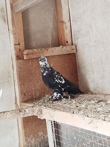 sumqayitda heyvan siginacagi: Qara paqolu çil erkey saglam heyvandi sahiblendirilir — 3