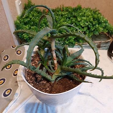 алоэ вера купить: Aloe bitkisi dibcekde satilir. 5azn — 2