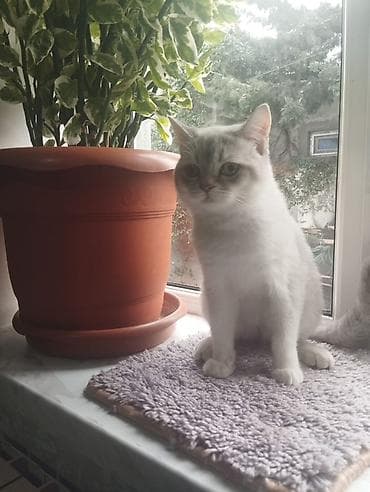 british cat: Britan — 2