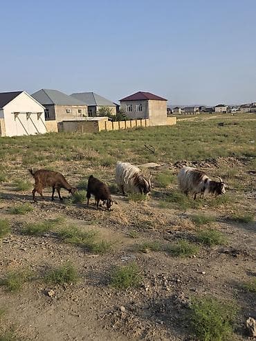 Mal-qara: Heyvanlar tam sağlamdır 1 erkək 3 dişidir ikisi bir dəfə doğub biri — 6