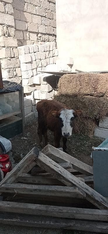 inek dana: Satılır: balaca dana - Cins: qarışıq (qəhvəyi bədən, ağ-al rəngli — 4