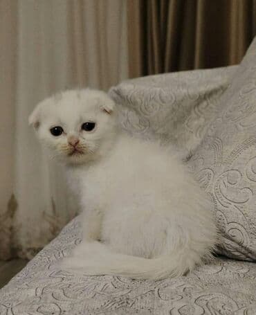 pişik sahiblənmək: Şotland yastı qulaq, Dişi, Yaxşı əllərə, Ünvandan götürmə — 10