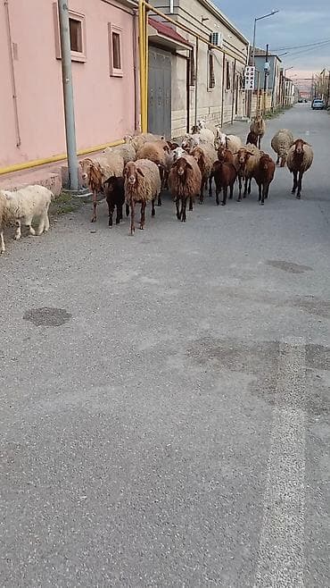 tap az qoyun quzu satisi: Salam. 16 ana bala 3 subay. kom sekilde satilir. etrafli z vuru — 8