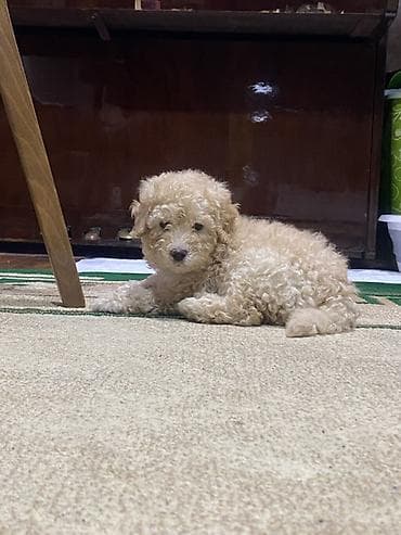 itlerin satisi 2021: Pudel, 4 ay, Erkek — 2