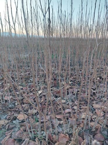 ağac dərmanları: Xurma (persimmon) tingləri – torf komları ilə - Növ: şirin xurma — 6