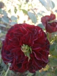 xedice gulu: Saqı Gülçülük – Tərtərin ən gözəl gülləri Bir gül təkcə ətriylə deyil — 31