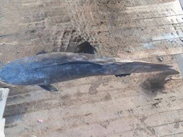 heyvanlar quba: Sülhsevər — 1