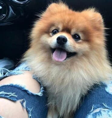 приют для собак в баку: Шпиц, С прививками, Самовывоз — 1