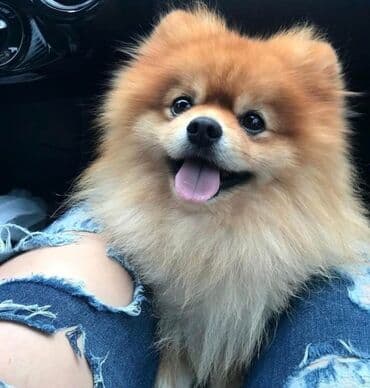 Şpitz, Peyvəndli, Ünvandan götürmə