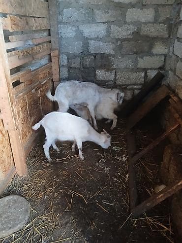 Südlük keçi ailəsi - 1 ana keçi və 2 bala (cəmi 3 baş) - Ağ rəngli