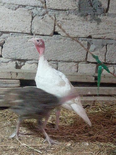 Kim neçe dene isdese götüre biler
