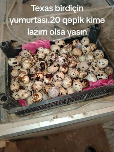 Sifarişlə hazır yeməklər: Məhsul: Texas bildirçin yumurtası - Cins: Texas (ağ iri ətlik xətt) - — 1