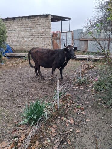 Dişi, il: 4, Damazlıq, Ünvandan götürmə lalafo.az -da Dişi, il: 4, Damazlıq, Ünvandan götürmə