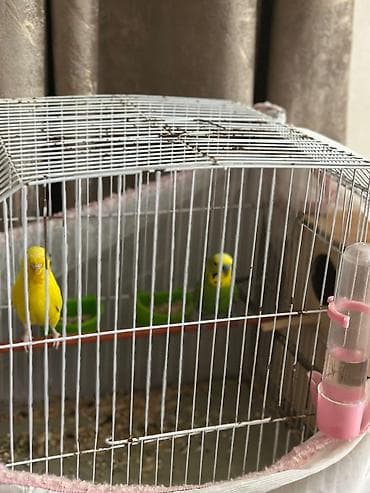 Heyvanlar üçün mallar: Dalğıç papuqaylar və qəfəs dəsti - Növ: dalğıç papuqayı — 1