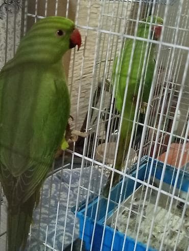 papuqay satilir: 11 ayliq dişi . bala ələ oyresdire bilersiz sakit tebietlidi — 8