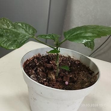 ev bitkisi: Saksıda hibiskus (Çin qülü) şitili - Bitki: Hibiskus şitili, yaşıl — 1