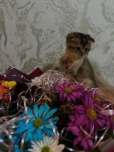 tuksuz pişik: Şotland yastı qulaq — 2