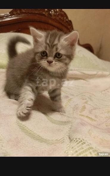 Balıqlar: Şinşilla, Erkək, Dişi, Ünvandan götürmə, Ödənişli çatdırılma, Rayonlara çatdırılma — 2