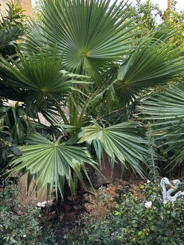 Bitki dərmanları: Yelpazə formalı yarpaqlı dibçək palmaları - Növ: Fan palm — 4