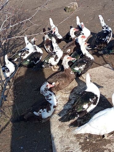 Keçi, çəpiş: Dişi, | Lal ördək, Damazlıq, Ünvandan götürmə — 5