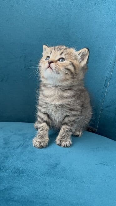 Птицы: Британская, Самовывоз — 2