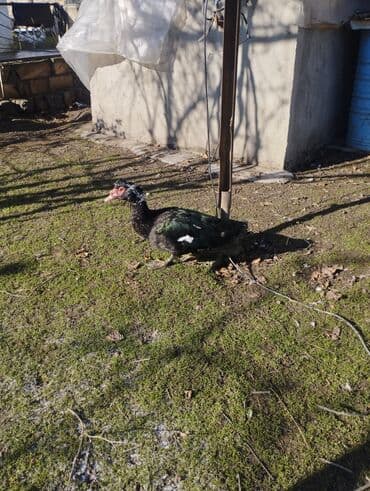 pekin ördək: Salam super damazliq ve kesimlik ucun agir heyvanlardi ag krasnadarlar — 9